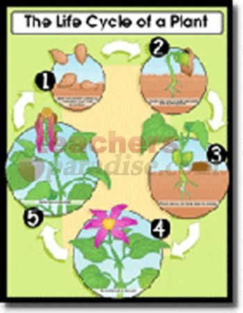 CARSON DELLOSA Chartlet The Life Cycle Of A Plant 17 X 22 CD-6358 ...