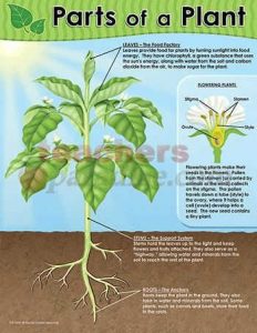 TEACHER CREATED RESOURCES Parts Of A Plant Chart TCR7649 - TeachersParadise