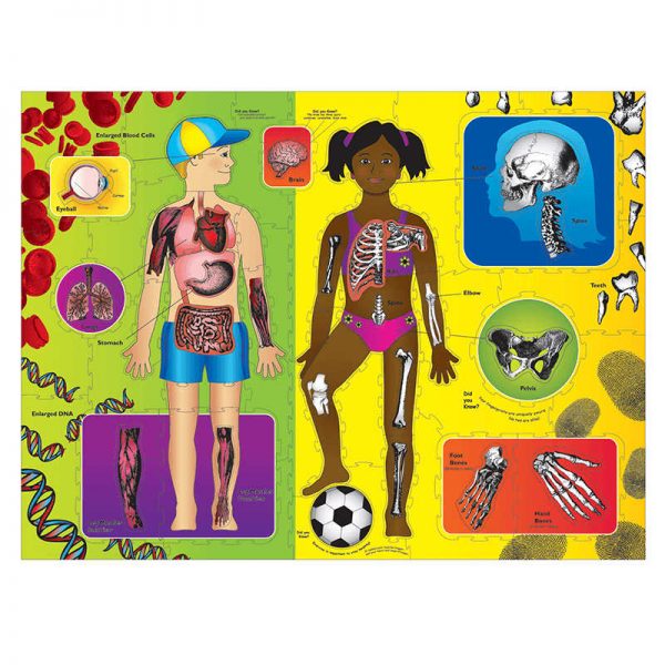 PACON CORPORATION WONDERFOAM GIANT OUR BODY ACTIVITY PUZZLE CK-4413