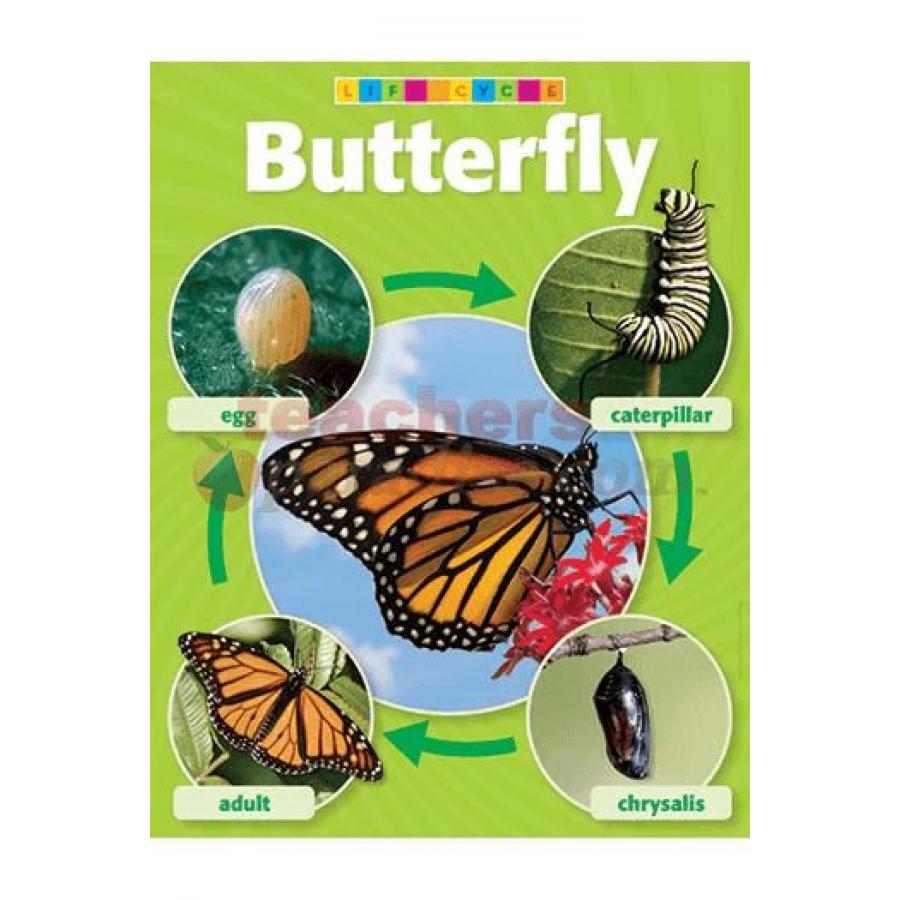 TeachersParadise.com | Butterfly Life Cycle 10/Pk Photo Charts